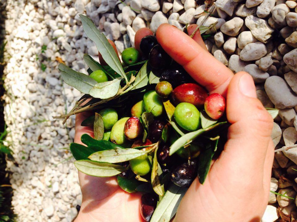Il Pettirosso B&B Grottaferrata Bagian luar foto