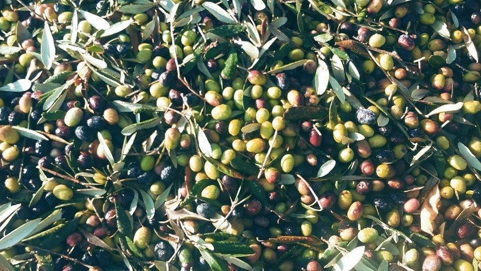 Il Pettirosso B&B Grottaferrata Bagian luar foto