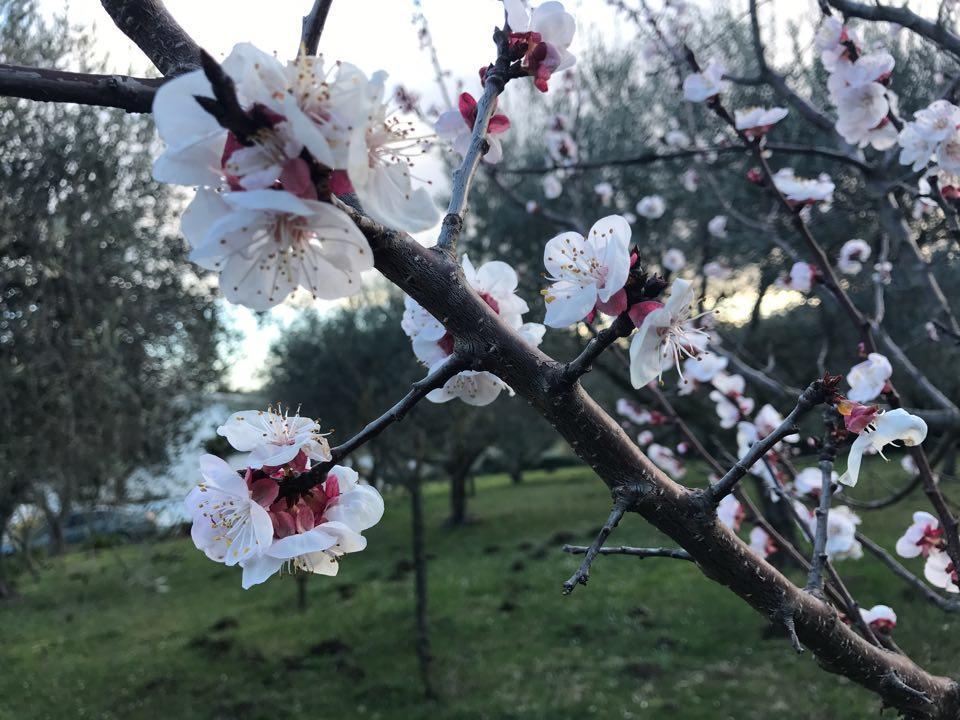 Il Pettirosso B&B Grottaferrata Bagian luar foto