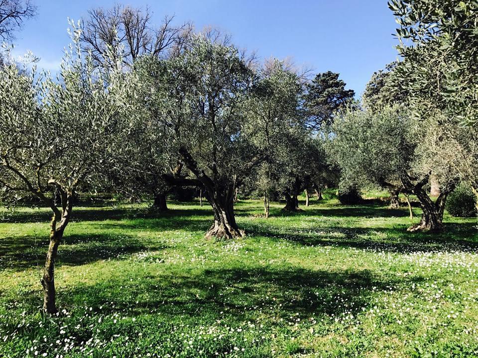Il Pettirosso B&B Grottaferrata Bagian luar foto